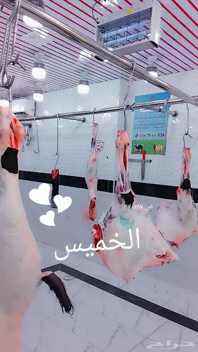 من الصرار جيناكم حاشي او حوار بلدي ضمان ذهبي 0