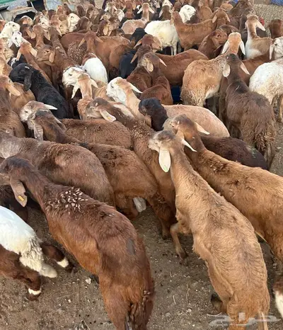 سواكنى حمر 3