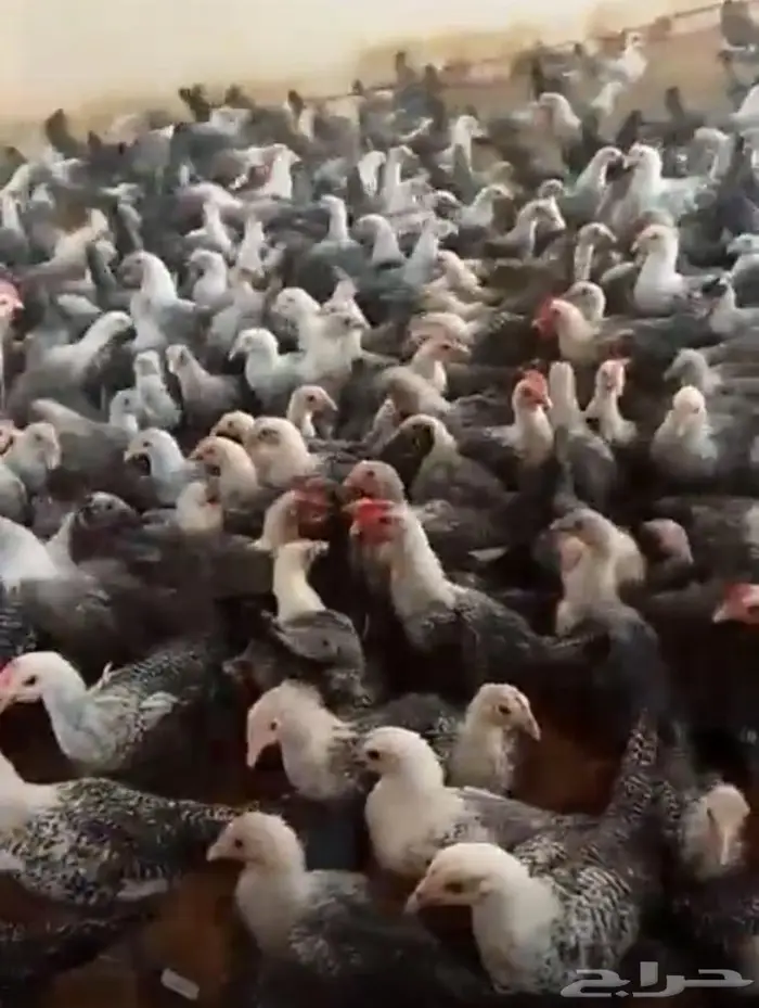 دجاج فيومي سوبر جامبو 0