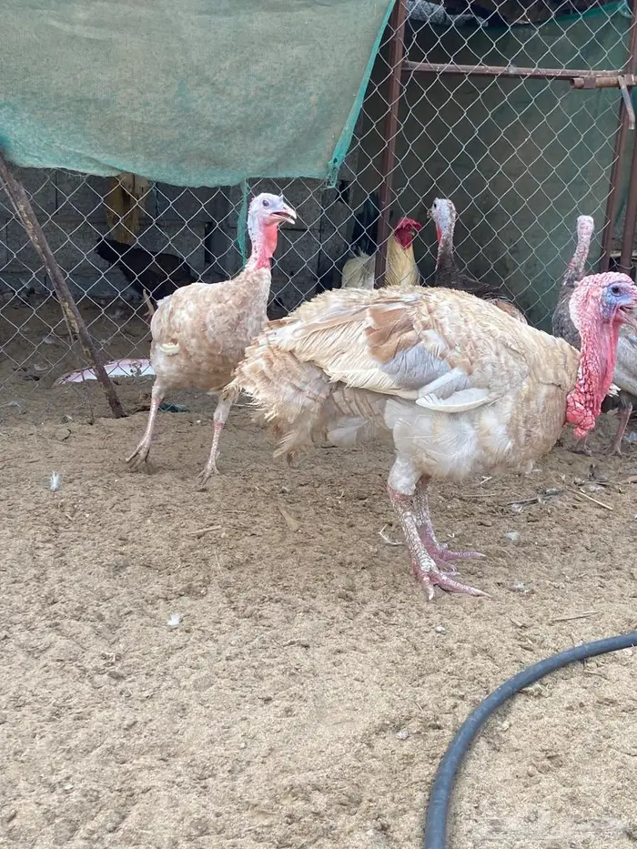 طقم دجاج رومي 0