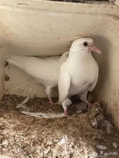 الطائف الحويه 4