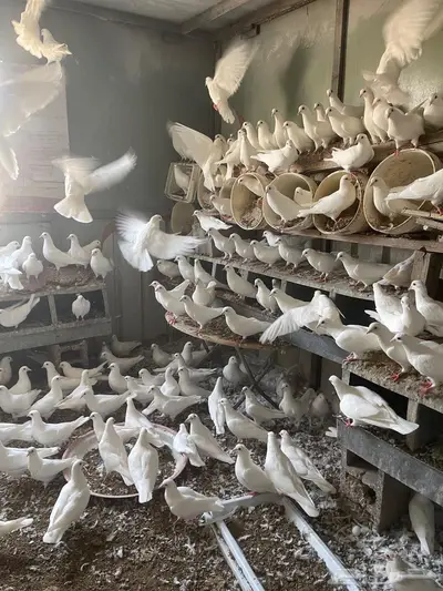 الطائف الحويه 3