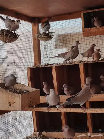 حظيرة عشه يمام النخيل قوقسي ابو طوق 1