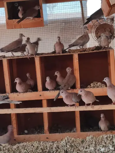 حظيرة عشه يمام النخيل قوقسي ابو طوق 4