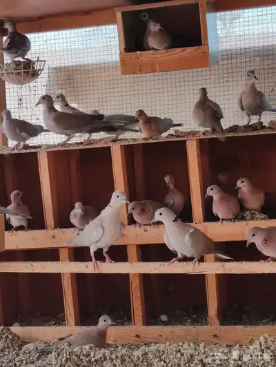 حظيرة عشه يمام النخيل قوقسي ابو طوق 2