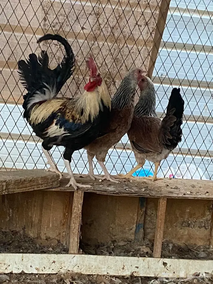 دجاج عربي طقم الخرج 0