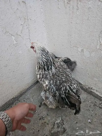 دجاج براهما 1