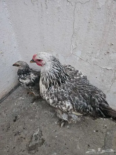 دجاج براهما 2