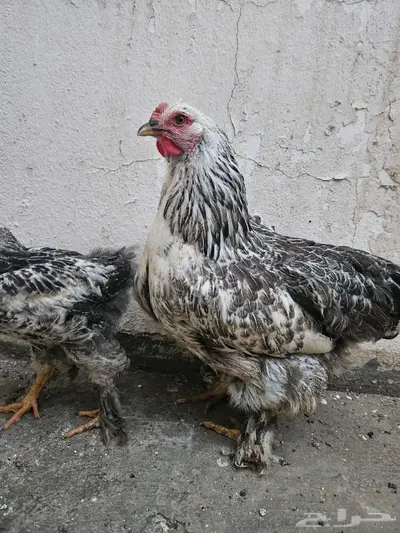 دجاج براهما 0