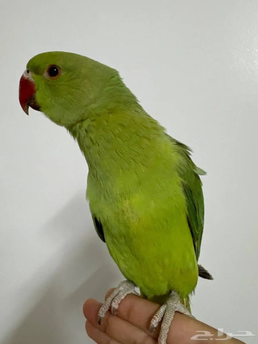 ببغاء درة هندي 0