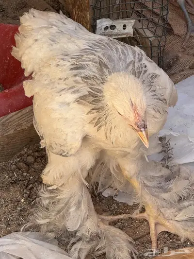 دجاج ابرهما كالمبي وحمام فرنسي بانتاجه 0
