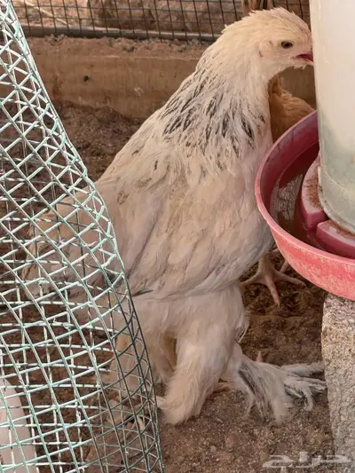 دجاج ابرهما كالمبي وحمام فرنسي بانتاجه 1