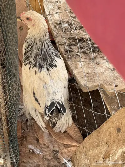 دجاج ابرهما كالمبي وحمام فرنسي بانتاجه 2