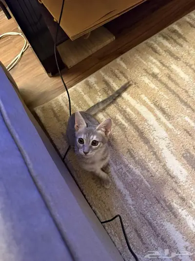 قط للبيع 1