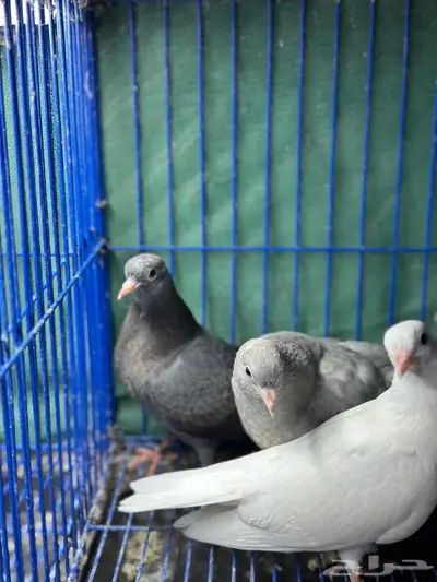 طبات صنعاوي سلالات طيبه 1