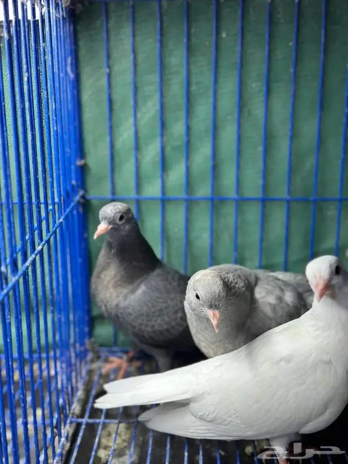 طبات صنعاوي سلالات طيبه 1
