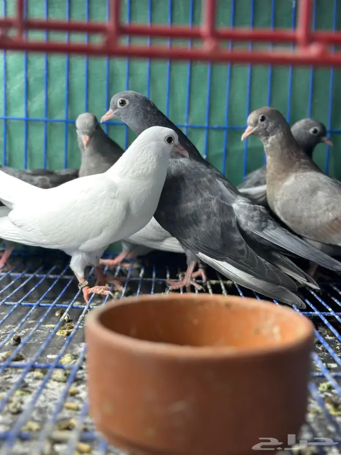 طبات صنعاوي سلالات طيبه 0