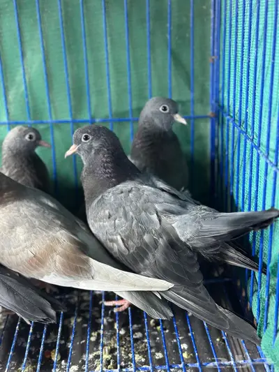 طبات صنعاوي سلالات طيبه 2