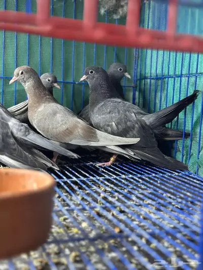 طبات صنعاوي سلالات طيبه 3