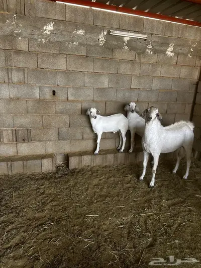 2مشاريع فحوله مطوره اجم 4