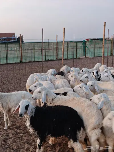 تيوس وعارضيات وحريات طيبه ونظيفه 6