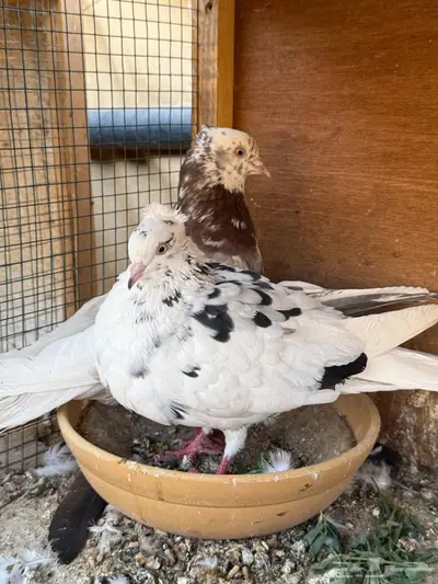 جوز قلابي 0