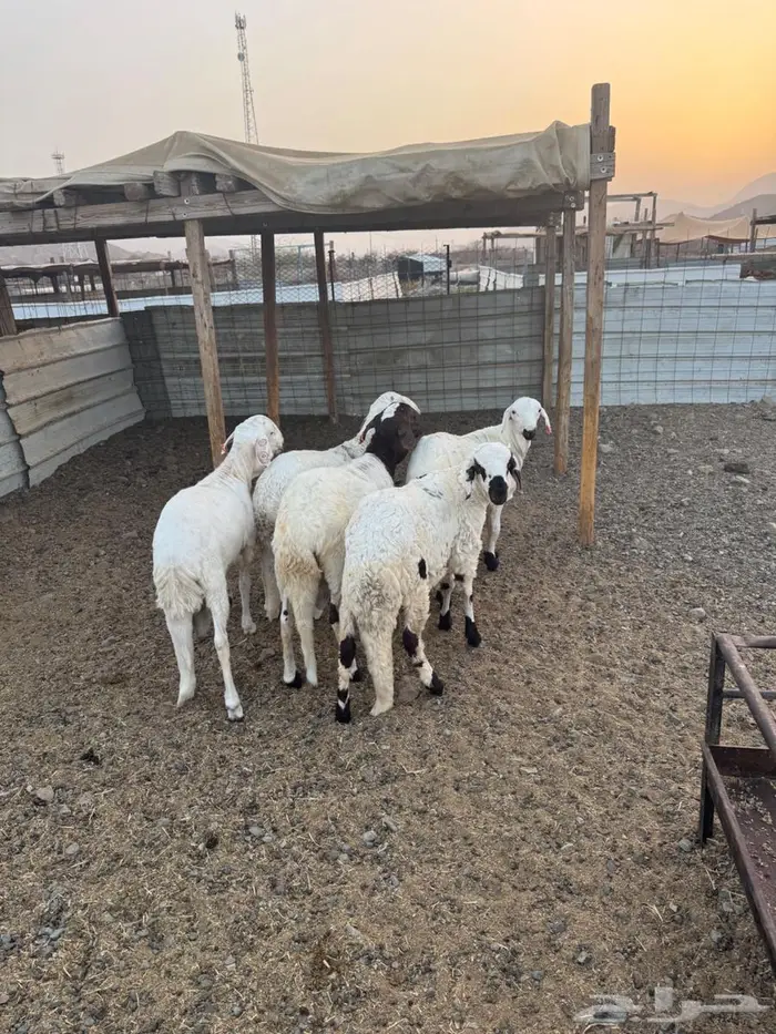 ذبيحتك لباب بيتك سواكن تربية 5