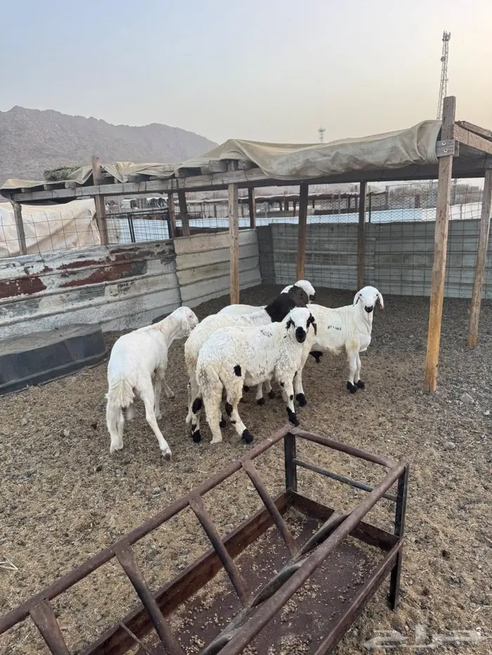 ذبيحتك لباب بيتك سواكن تربية 3