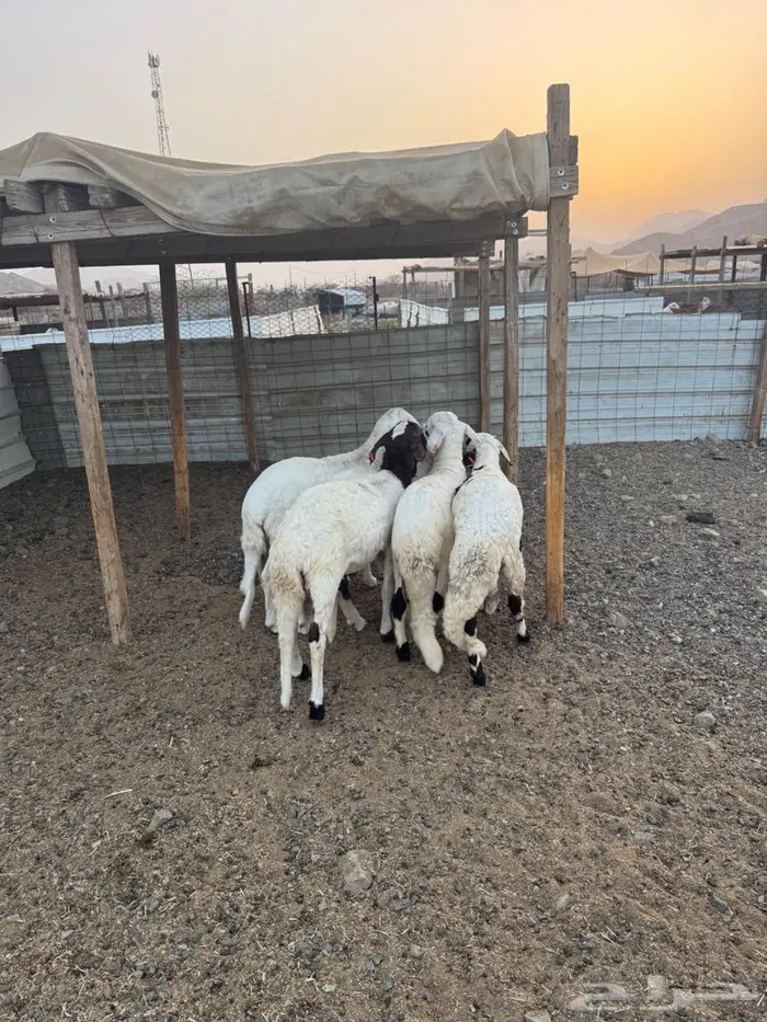 ذبيحتك لباب بيتك سواكن تربية 4