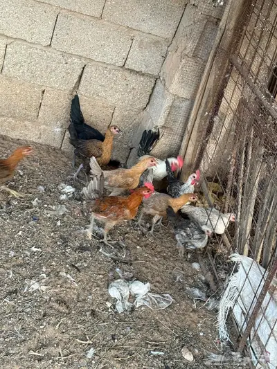 دجاج بلدي وفيومي 2