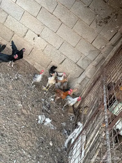 دجاج بلدي وفيومي 3