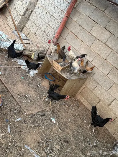 دجاج بلدي وفيومي 4