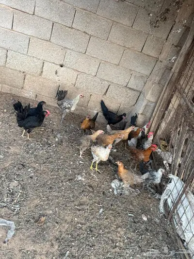دجاج بلدي وفيومي 0