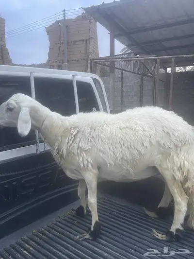 حميسة نعجة حايل فل السن سديد شرط من الامراض والابر 0