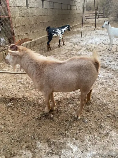 تيس قزمي 1