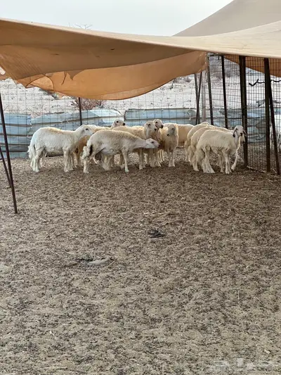 طليان حريه للبيع 3