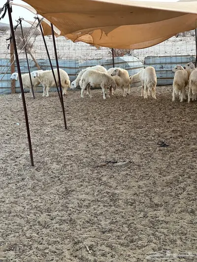 طليان حريه للبيع 0