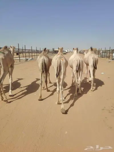 قعدان صومالية اوزان جبر للمناسبات و برابر و تيوس و سواكن 0