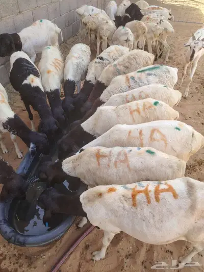 قعدان صومالية اوزان جبر للمناسبات و برابر و تيوس و سواكن 2