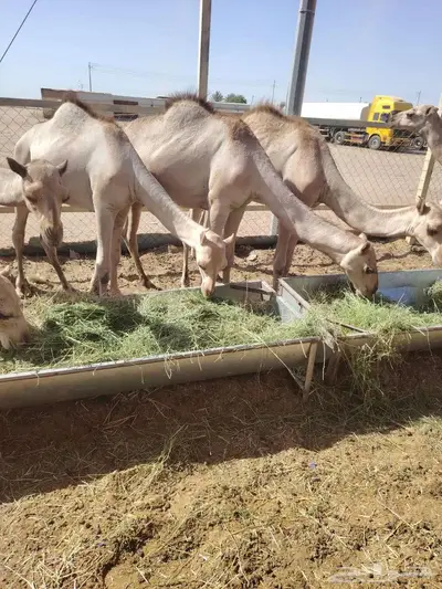 قعدان صومالية اوزان جبر للمناسبات و برابر و تيوس و سواكن 1