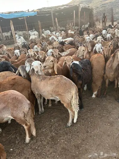 سواكنى حمر 5