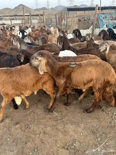 سواكنى حمر 6