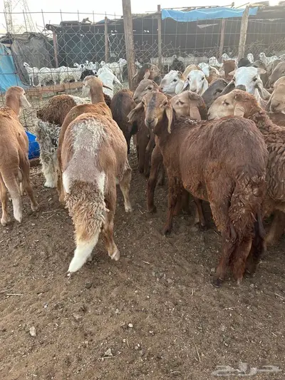 سواكنى حمر 2