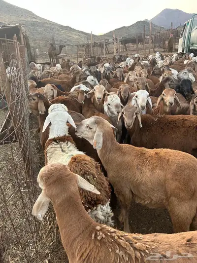 سواكنى حمر 1