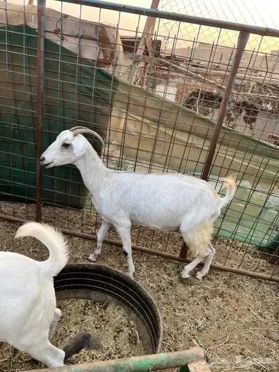 عنز تحتها توم تيس وجفره 4