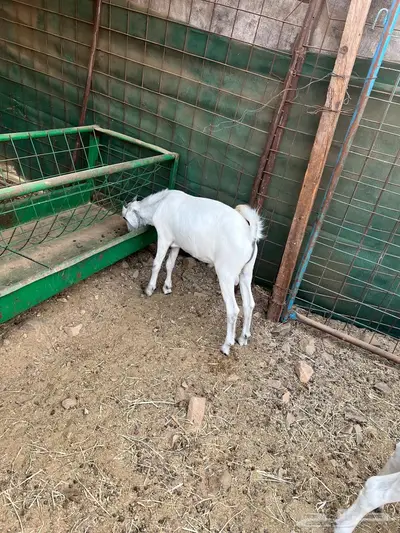 عنز تحتها توم تيس وجفره 2