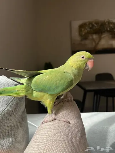 ببغاء دره هندي اليف 0