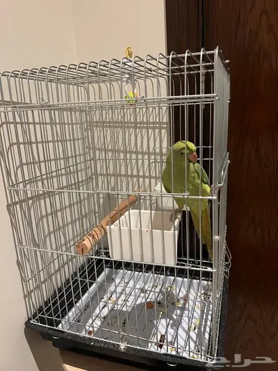 ببغاء دره هندي اليف 1