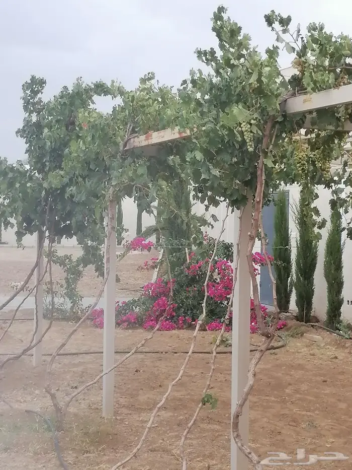 سراة عبيده 10