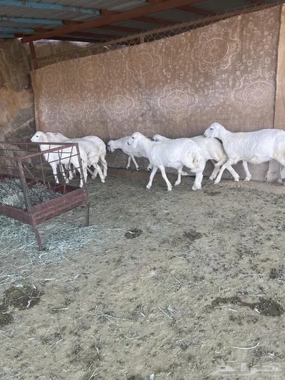 رخال صنف 0